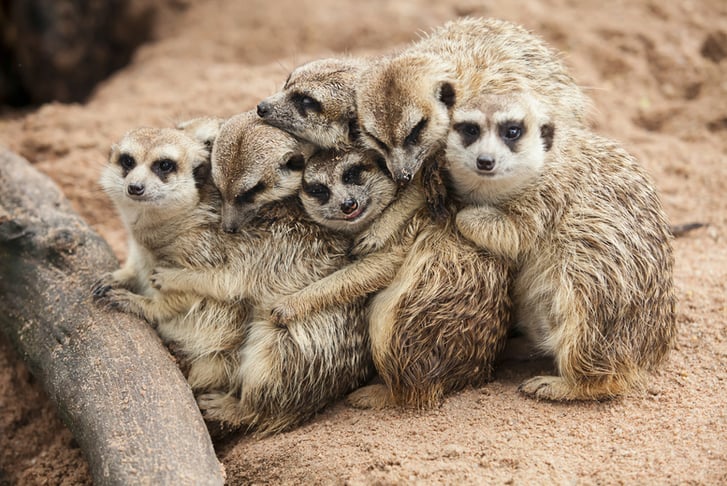 'Meet the Meerkats' Experience w/ Cream Tea Voucher