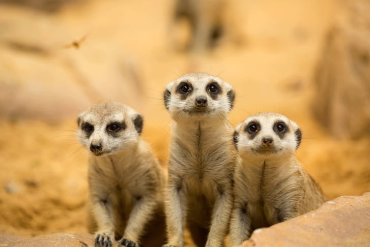 'Meet the Meerkats' Experience - For 1 or 2 - Cream Tea 