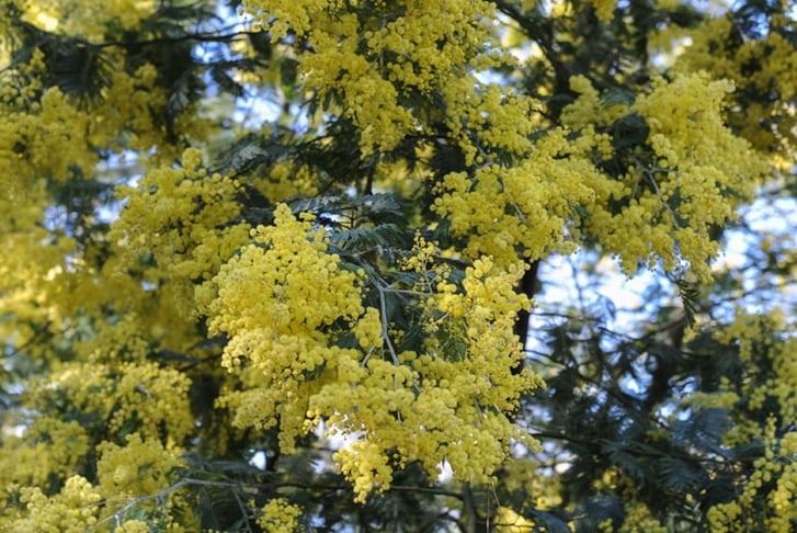 acacia delabata 2