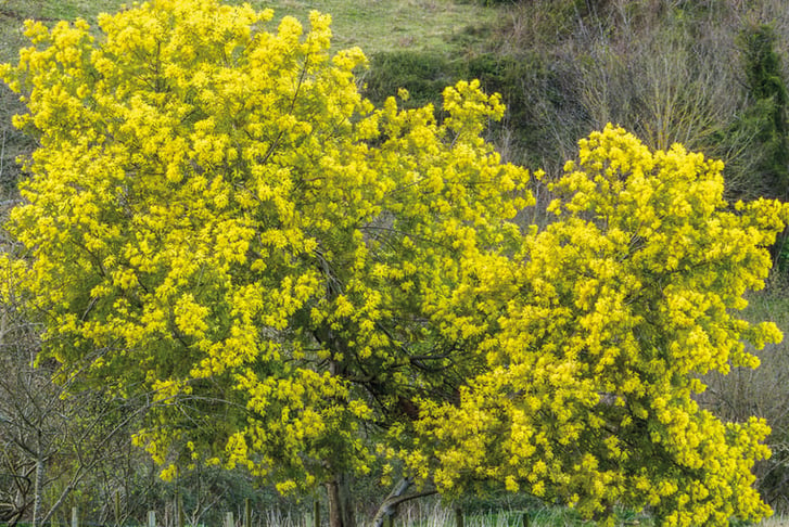 acacia dealbata 3