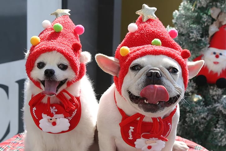 Pet-Cute-Hat-Dog-Hat-Christmas-Hat-Bib-Set-8