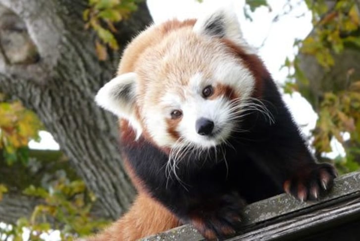 Red panda Encounter & Entry to Cumbria Zoo 