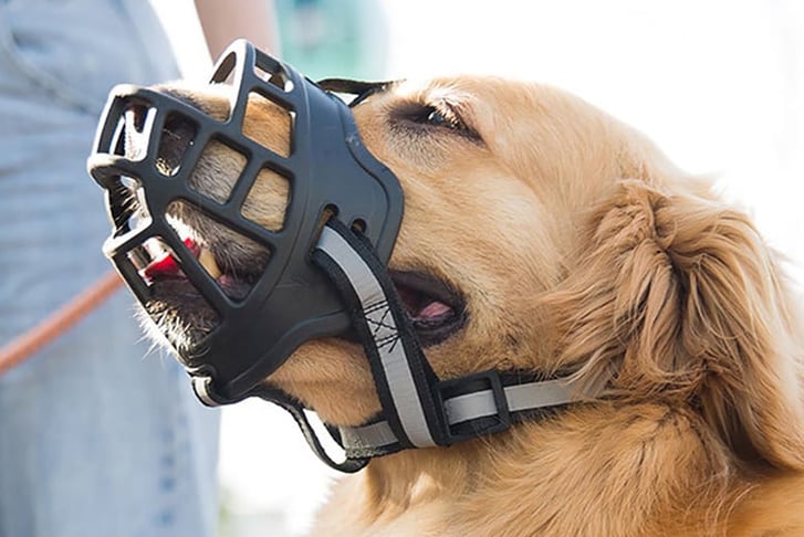 DOG-MUZZLE-ANTI-BARKING-AND-ANTI-CHEWING-1