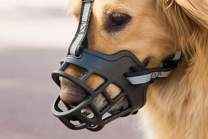 DOG-MUZZLE-ANTI-BARKING-AND-ANTI-CHEWING-3