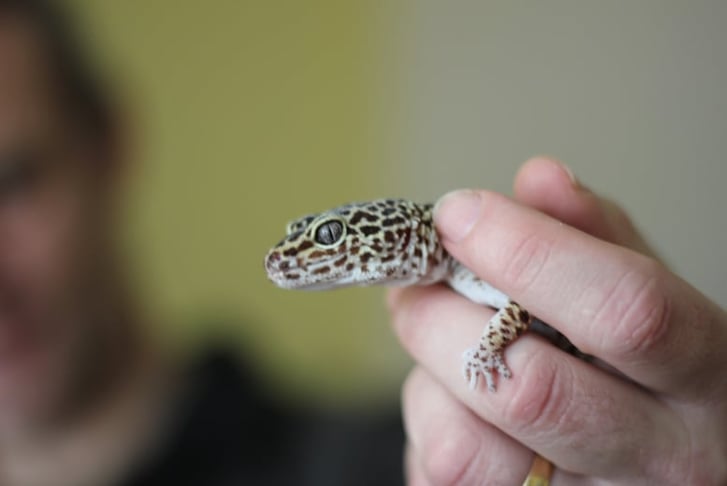 Cream Tea & Reptile Experience for 1 or 2 - Nottingham 