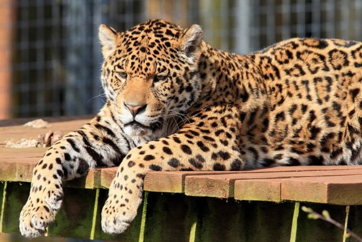 Big Cat Feeding Experience for 4 with Zoo Entry - Cumbria Zoo