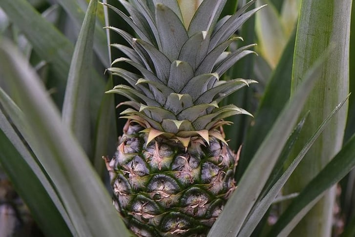 Ananas-Amigo-Mini-Pineapple-Plant-3