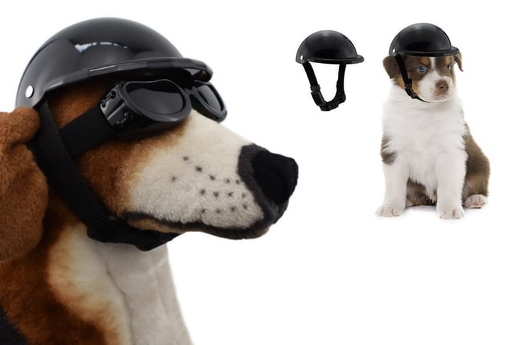 PETS-SAFETY-RIDDING-CAP-1