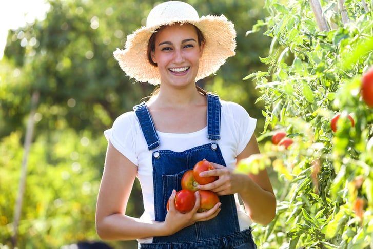 How To Grow Your Own Tomatoes Certificate 