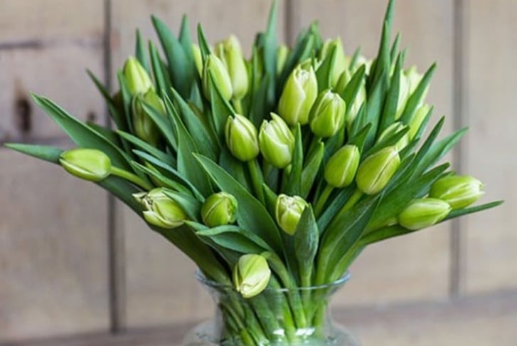  50% Discount Voucher for Tulips 