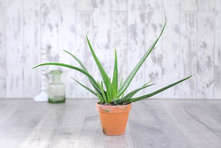 Aloe Vera 2