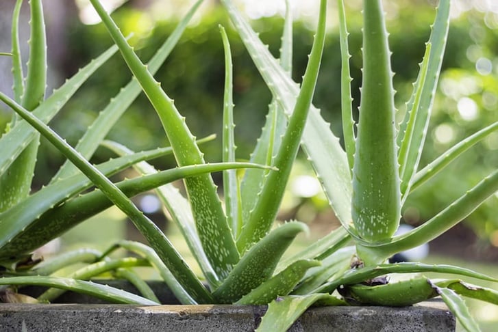 Aloe Vera 4