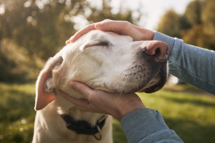 Online Care of the Senior Pet Course