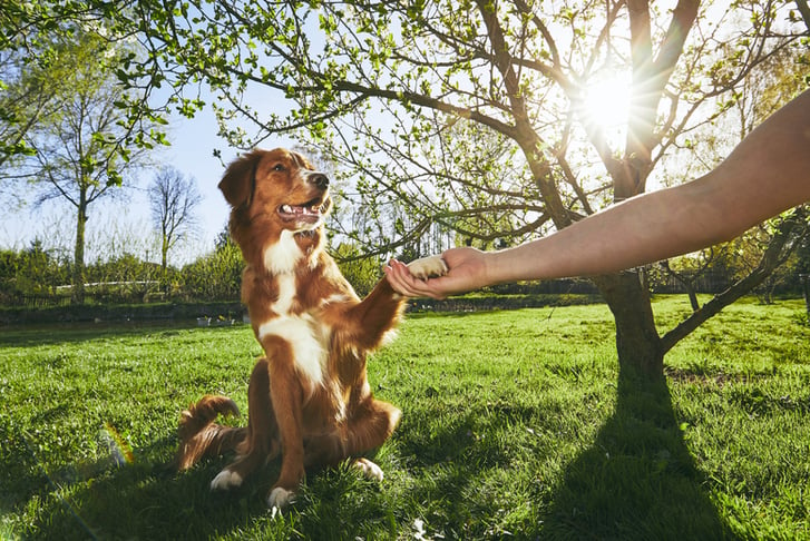 Online Dog Behavior & Training Course