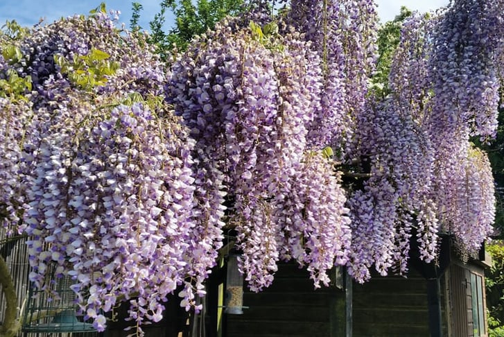 Wisteria Sinensis 3