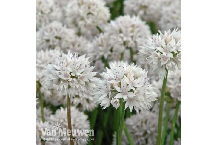 allium-KA81692704521327