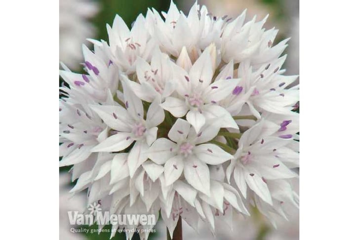 allium-KA81692704522935