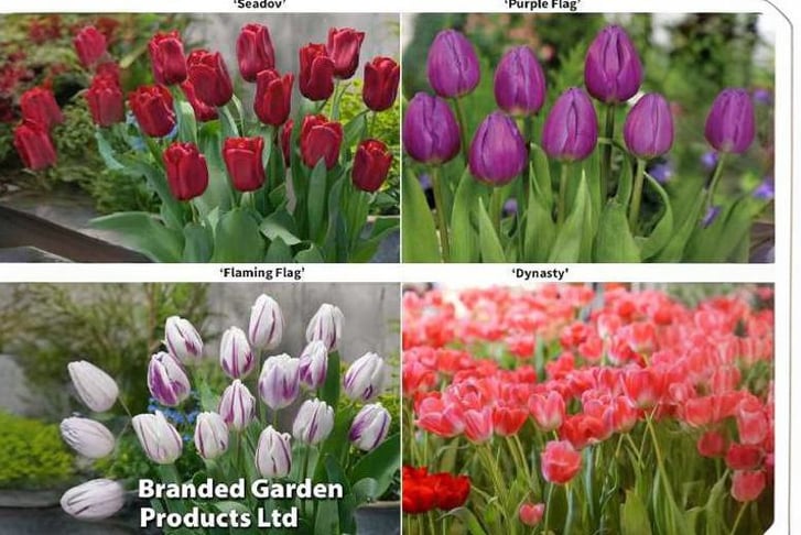 tulip-coll1692704601682