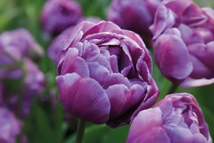 Tulip-Blue1692704812001