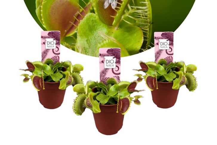 Dionaea-Venus-Flytrap