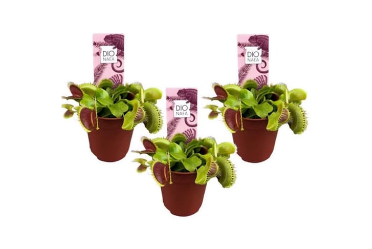 Dionaea-Venus-Flytrap-2