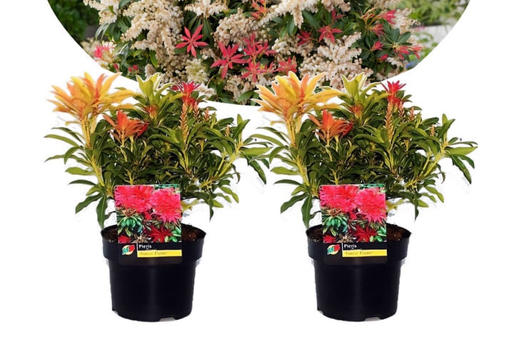 2-Pieris-Forest-Flame