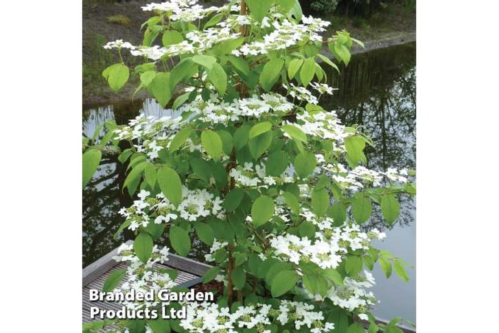 Viburnum-21694000379594