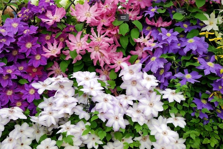 Clematis-1