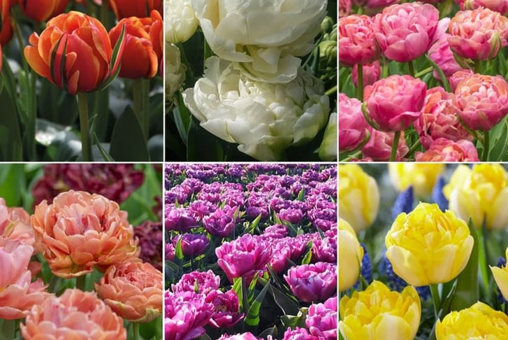 Tulip-Royal-Palace-Doubles-Collection-30-Bulbs-1