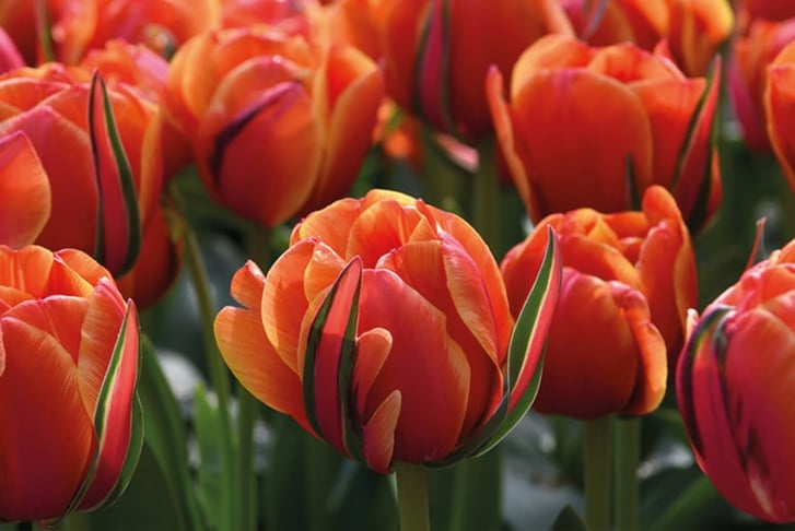 Tulip-Royal-Palace-Doubles-Collection-30-Bulbs-2