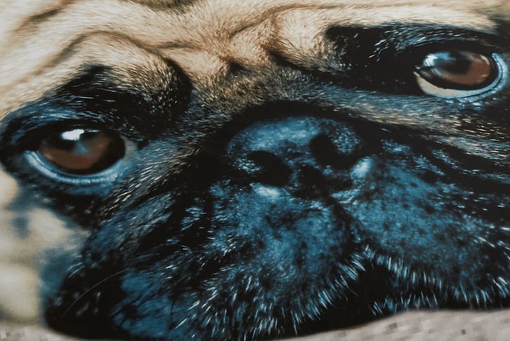 3D-SWEET-PUG-PREMIUM-DUVET-SET-2