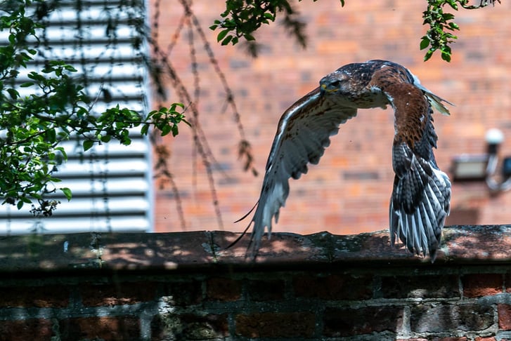 Evening Owl and Bird of Prey Experience - York Bird of Prey Centre