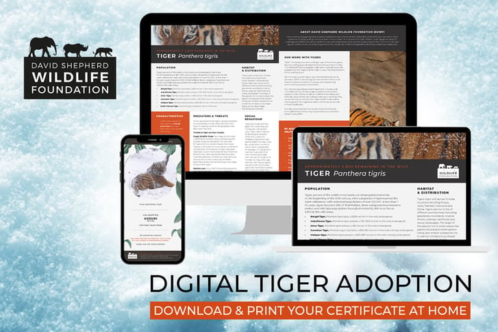 Tiger Adoption – Digital Pack - Support Conservation - David Shepherd Wildlife Foundation