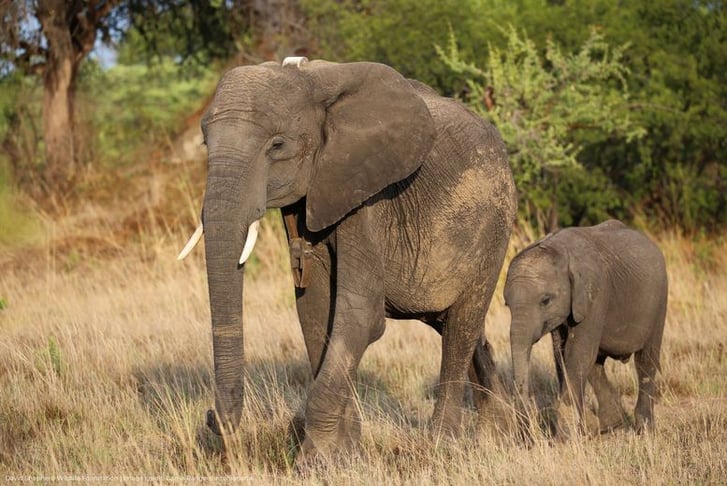 Elephant Adoption - Digital Pack - Support Conservation - David Shepherd Wildlife Foundation