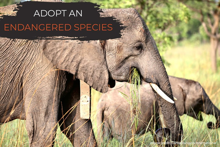 Elephant Adoption - Digital Pack - Support Conservation - David Shepherd Wildlife Foundation