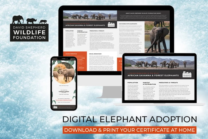 Elephant Adoption - Digital Pack - Support Conservation - David Shepherd Wildlife Foundation