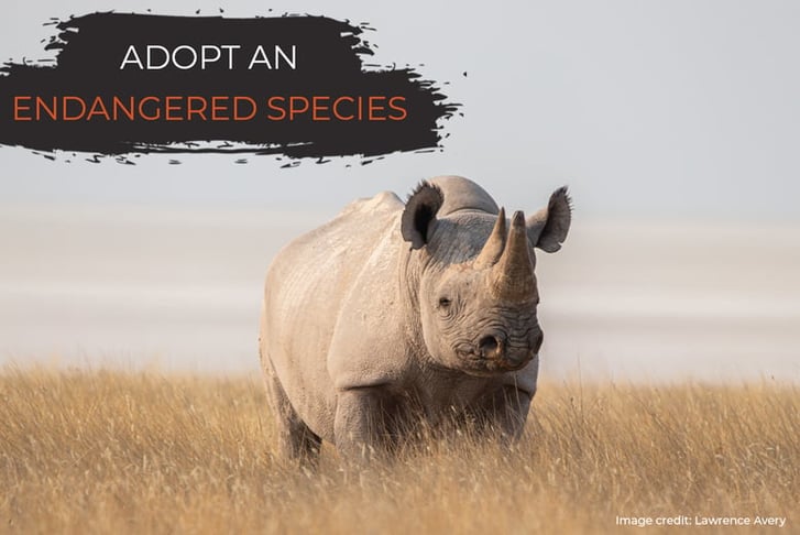 Rhino Adoption – Digital Pack - Support Conservation - David Shepherd Wildlife Foundation