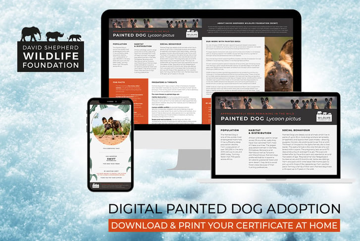 Painted Dog Adoption - Digital Pack - Support Conservation - David Shepherd Wildlife Foundation