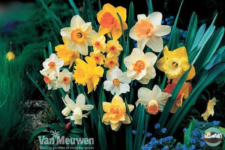 DAFF-V46981698938019236