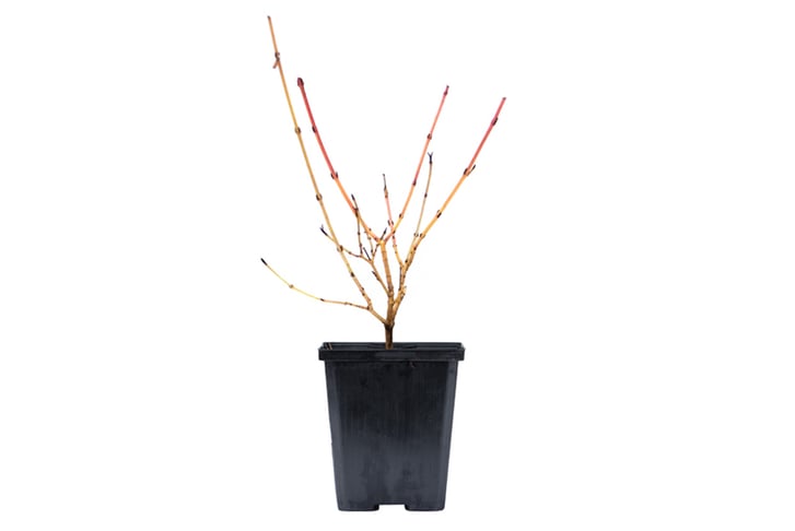 9cm Pot - Cornus Winter Flame