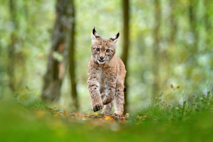 Adopt a Lynx