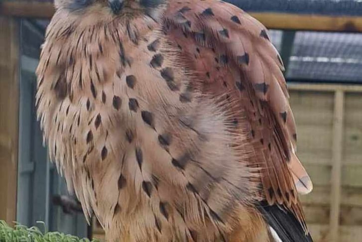 bird-encounter-kestrel