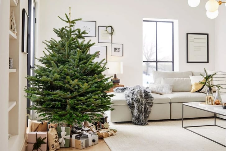 Fresh-Cut-Christmas-Tree-1