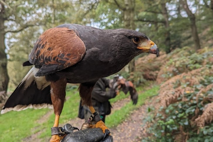 60 Minute Hawk Walk Experience for 2 - Shropshire