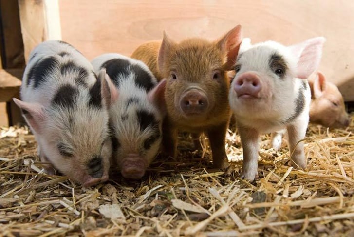 Award Winning Two Hour Piggy Pet & Play Experience at Kew Little Pigs