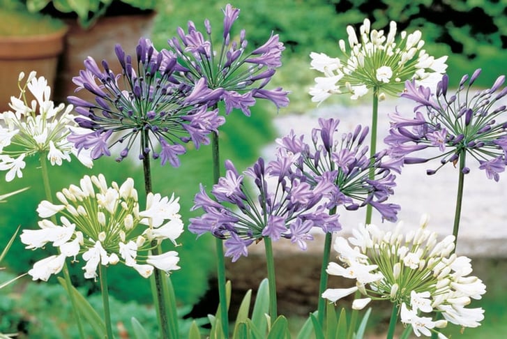 Agapanthus Collection 2