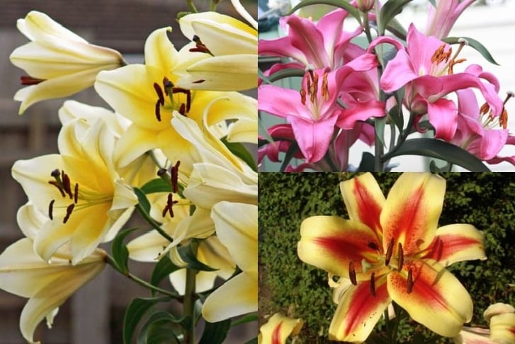 Tree Lily Collection