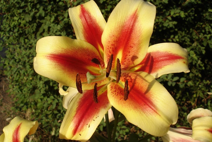 Lily Starburst_Shutterstock LIB