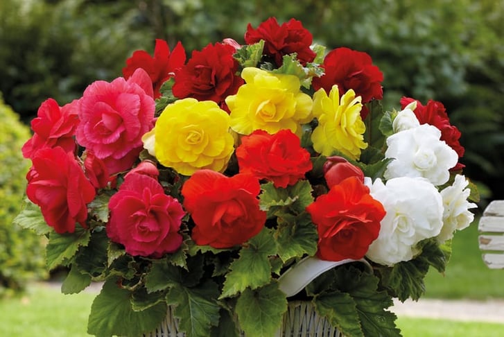 Begonia Double Flowered Mixed 1