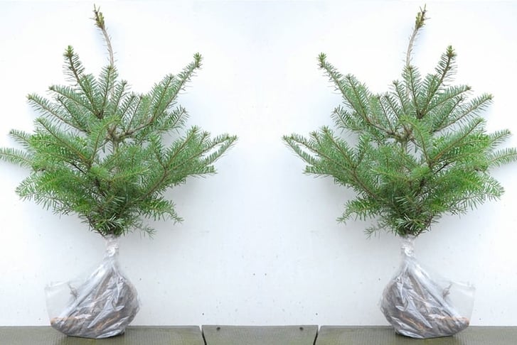 Bare Root - Abies (Fir) Koreana arrival